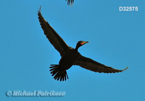 Double-crested Cormorant (Phalacrocorax auritus)
